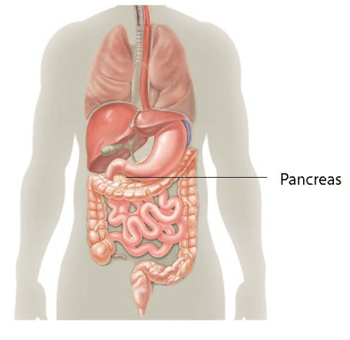 Pancreas