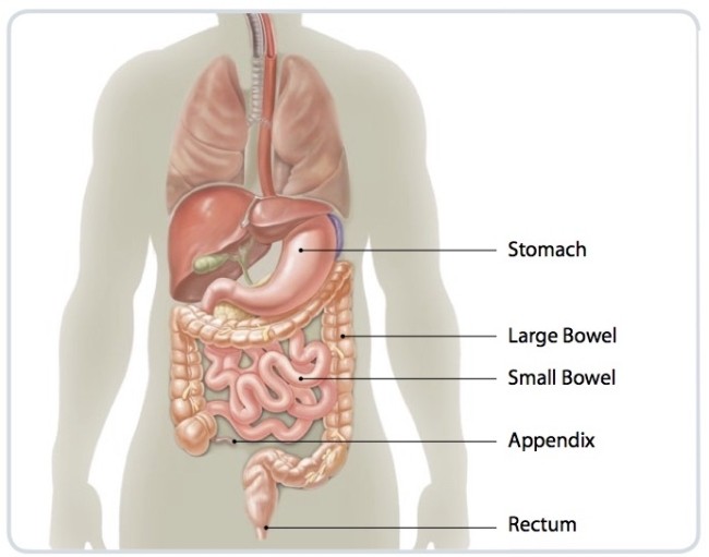 GASTROINTESTINAL TRACT - CNETS